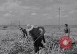 Standbild farm Hände hacken Kulturen unter Aufsicht Honolulu Hawaii USA, 1942, aus Sekunde 58 historischem Filmmaterial Videoclip 65675037127