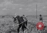 Standbild farm Hände hacken Kulturen unter Aufsicht Honolulu Hawaii USA, 1942, aus Sekunde 59 historischem Filmmaterial Videoclip 65675037127