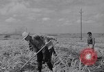 Standbild farm Hände hacken Kulturen unter Aufsicht Honolulu Hawaii USA, 1942, aus Sekunde 60 historischem Filmmaterial Videoclip 65675037127