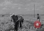Standbild farm Hände hacken Kulturen unter Aufsicht Honolulu Hawaii USA, 1942, aus Sekunde 61 historischem Filmmaterial Videoclip 65675037127