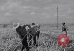 Standbild farm Hände hacken Kulturen unter Aufsicht Honolulu Hawaii USA, 1942, aus Sekunde 62 historischem Filmmaterial Videoclip 65675037127