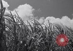 Standbild Szenen vor Zweiten Weltkrieg im Pazifik Honolulu Hawaii USA, 1939, aus Sekunde 50 historischem Filmmaterial Videoclip 65675037129