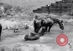 Standbild militärische Übung im Camp Shelby Wiggins Mississippi USA, 1938, aus Sekunde 36 historischem Filmmaterial Videoclip 65675037136