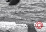 Standbild log Rollen Nova Scotia, 1938, aus Sekunde 21 historischem Filmmaterial Videoclip 65675037141