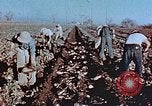 Image of released Nisei United States USA, 1944, second 6 stock footage video 65675037156