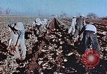 Image of released Nisei United States USA, 1944, second 7 stock footage video 65675037156