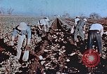 Image of released Nisei United States USA, 1944, second 8 stock footage video 65675037156