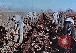 Image of released Nisei United States USA, 1944, second 9 stock footage video 65675037156