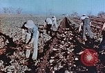 Image of released Nisei United States USA, 1944, second 11 stock footage video 65675037156
