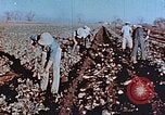 Image of released Nisei United States USA, 1944, second 12 stock footage video 65675037156