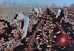 Image of released Nisei United States USA, 1944, second 14 stock footage video 65675037156