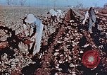 Image of released Nisei United States USA, 1944, second 15 stock footage video 65675037156