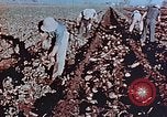 Image of released Nisei United States USA, 1944, second 16 stock footage video 65675037156