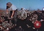 Image of released Nisei United States USA, 1944, second 17 stock footage video 65675037156