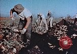 Image of released Nisei United States USA, 1944, second 18 stock footage video 65675037156