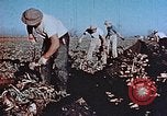 Image of released Nisei United States USA, 1944, second 19 stock footage video 65675037156