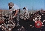 Image of released Nisei United States USA, 1944, second 20 stock footage video 65675037156