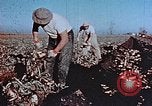 Image of released Nisei United States USA, 1944, second 21 stock footage video 65675037156