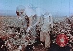 Image of released Nisei United States USA, 1944, second 22 stock footage video 65675037156