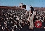 Image of released Nisei United States USA, 1944, second 23 stock footage video 65675037156