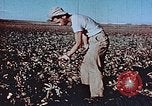 Image of released Nisei United States USA, 1944, second 24 stock footage video 65675037156