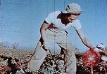 Image of released Nisei United States USA, 1944, second 25 stock footage video 65675037156