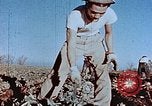Image of released Nisei United States USA, 1944, second 27 stock footage video 65675037156