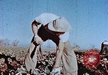 Image of released Nisei United States USA, 1944, second 28 stock footage video 65675037156