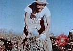 Image of released Nisei United States USA, 1944, second 29 stock footage video 65675037156