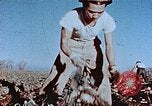 Image of released Nisei United States USA, 1944, second 30 stock footage video 65675037156