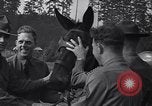 Standbild Krieg Ausbildung auf Maultieren Fort Lewis Washington USA, 1940, aus Sekunde 5 historischem Filmmaterial Videoclip 65675037160