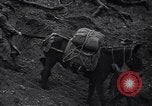 Standbild Krieg Ausbildung auf Maultieren Fort Lewis Washington USA, 1940, aus Sekunde 40 historischem Filmmaterial Videoclip 65675037160