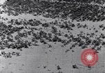 Standbild Terrassierung im Nordosten United States USA, 1939, aus Sekunde 49 historischem Filmmaterial Videoclip 65675037168