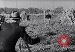 Immagine di Allevamento a schiera United States USA, 1939, secondo 16 filmato di repertorio 65675037169