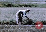 Image of relocated Nisei scientist California United States USA, 1940, second 28 stock footage video 65675037177