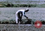 Image of relocated Nisei scientist California United States USA, 1940, second 29 stock footage video 65675037177