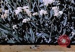 Image of relocated Nisei scientist California United States USA, 1940, second 33 stock footage video 65675037177