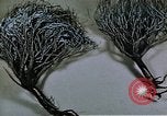 Image of relocated Nisei scientist California United States USA, 1940, second 60 stock footage video 65675037177