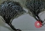 Image of relocated Nisei scientist California United States USA, 1940, second 61 stock footage video 65675037177