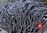 Image of relocated Nisei scientist California United States USA, 1940, second 62 stock footage video 65675037177