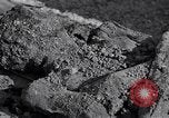 Image of Exhumation of Czech patriots Czechoslovakia, 1946, second 36 stock footage video 65675037199