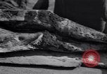 Image of Exhumation of Czech patriots Czechoslovakia, 1946, second 39 stock footage video 65675037199