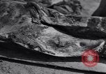 Image of Exhumation of Czech patriots Czechoslovakia, 1946, second 40 stock footage video 65675037199