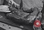 Image of Exhumation of Czech patriots Czechoslovakia, 1946, second 43 stock footage video 65675037199
