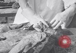 Image of Exhumation of Czech patriots Czechoslovakia, 1946, second 49 stock footage video 65675037199