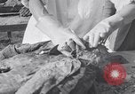 Image of Exhumation of Czech patriots Czechoslovakia, 1946, second 51 stock footage video 65675037199