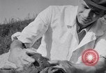 Image of Exhumation of Czech patriots Czechoslovakia, 1946, second 56 stock footage video 65675037199