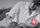Image of Exhumation of Czech patriots Czechoslovakia, 1946, second 57 stock footage video 65675037199