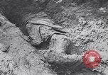 Image of Exhumation of Czech patriots Czechoslovakia, 1946, second 11 stock footage video 65675037200