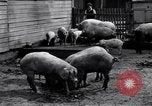 Image Camp de personnes déplacées en Allemagne 'Eschwege Allemagne, 1946, de la seconde 11 séquences d'archives historiques vidéo 65675037202